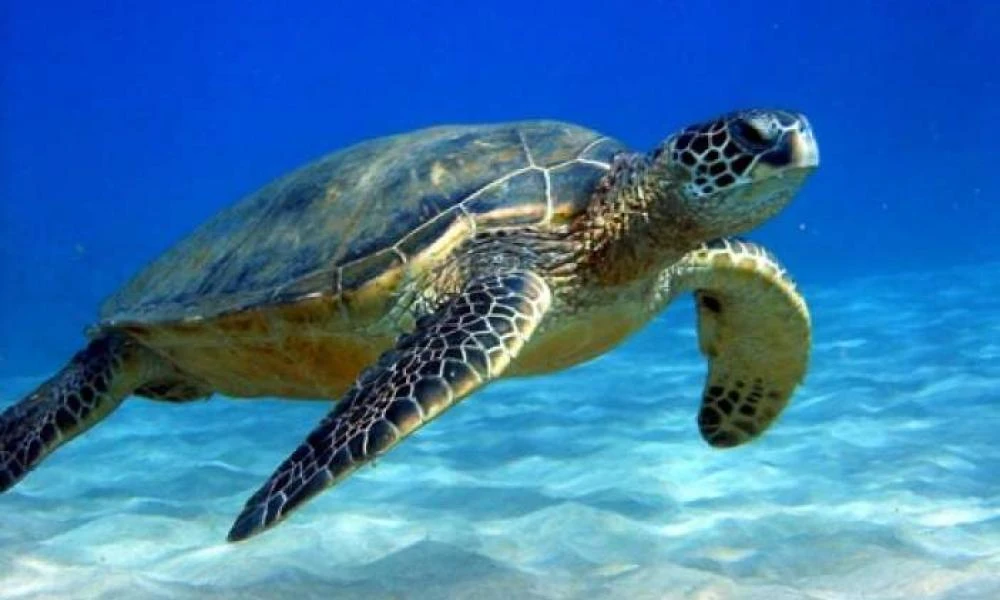 Θαλάσσια χελώνα επιτέθηκε σε λουόμενη στο Λιμένι -Τη δάγκωσε δυνατά στο πόδι (Βίντεο)
